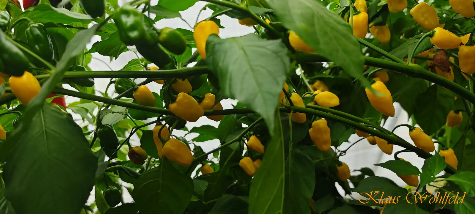 Chili / Paprika: Chili Lemon Drop (Schärfe 7)