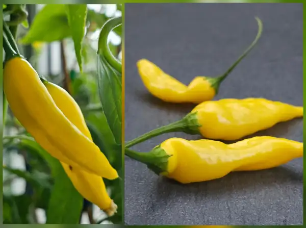 Chili / Paprika: Chili: Lemondrop, 2025