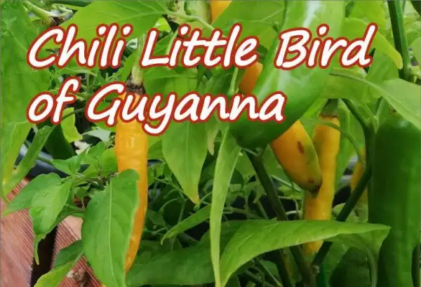 Chili / Paprika: Chili Little Bird of Guyanna