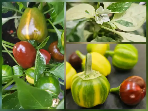 Chili: Chili: Madam Paraplü, 2026