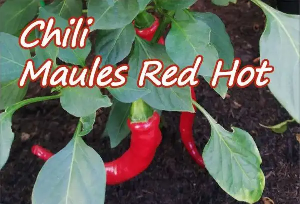 Chili / Paprika: Chili Maules Red Hot