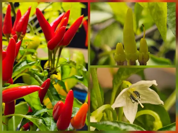 Chili / Paprika: Chili: Medusa Pepper, 2024