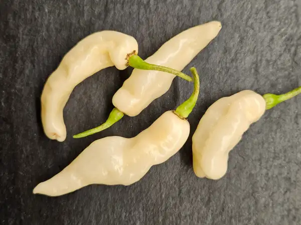 Chili / Paprika: Chili: Murupi Boavista, 2025