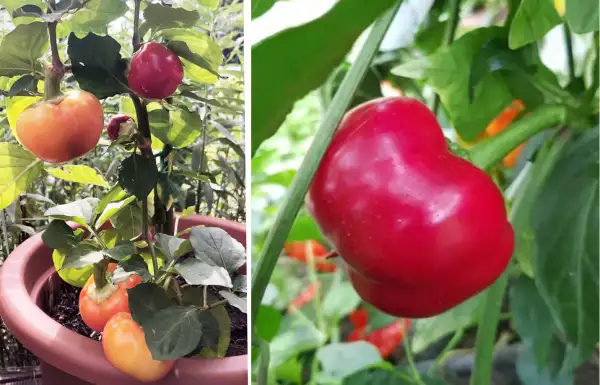 Chili / Paprika: Chili Mustafa