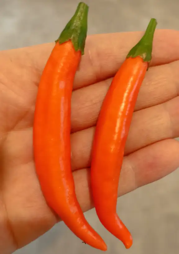 Chili / Paprika: Chili orange