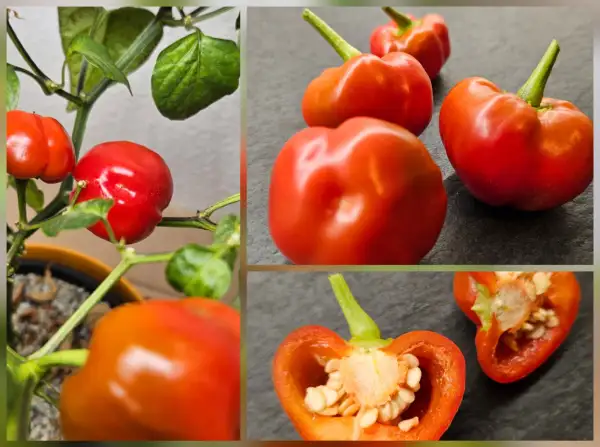 Chili / Paprika: Chili: Peppadew, 2025