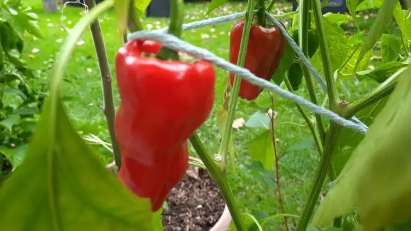 Chili / Paprika: Chili Pimento de Paden