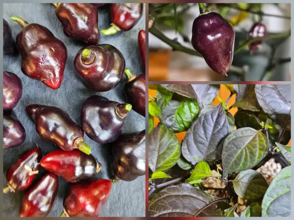 Chili: Chili: Purple Chuphentino, 2026