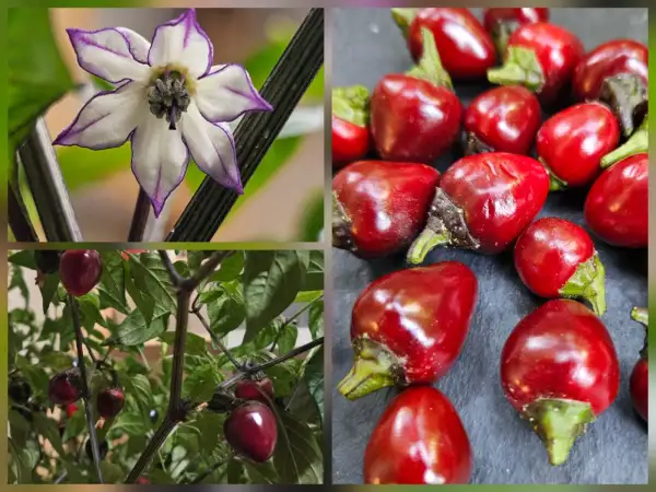 Chili: Chili: Purple Flash, 2026