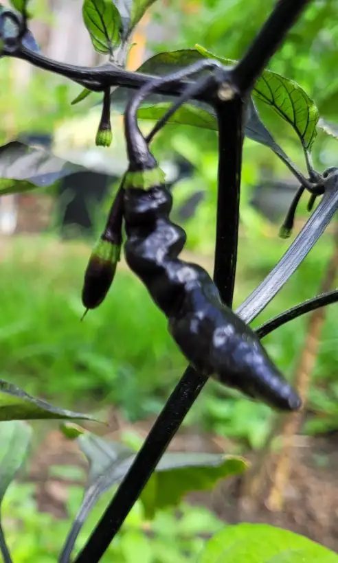 Chili: Chili Purple Murupi