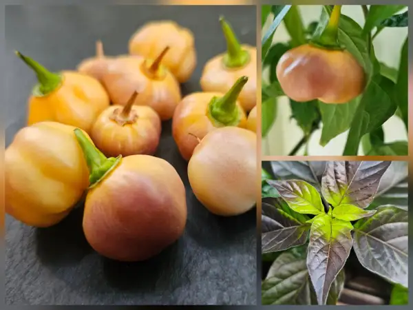 Chili: Chili: Purple Peach, 2026