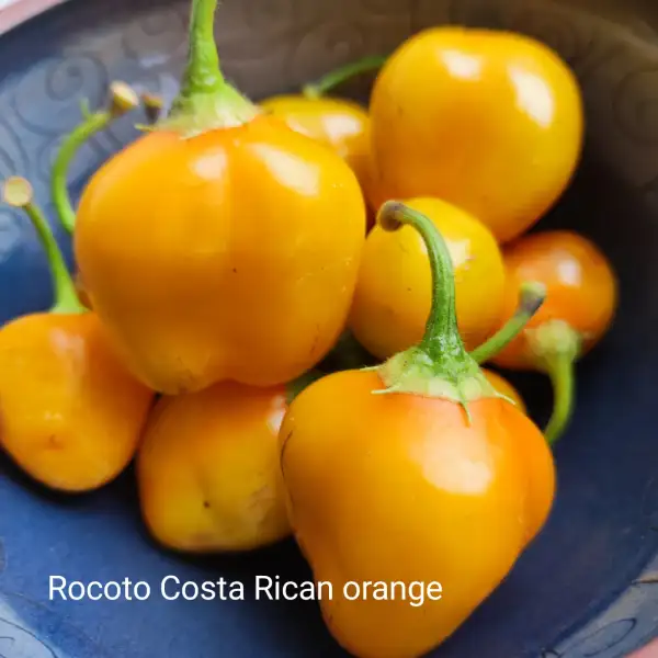 Chili / Paprika: Chili Rocoto Costa Rican Orange