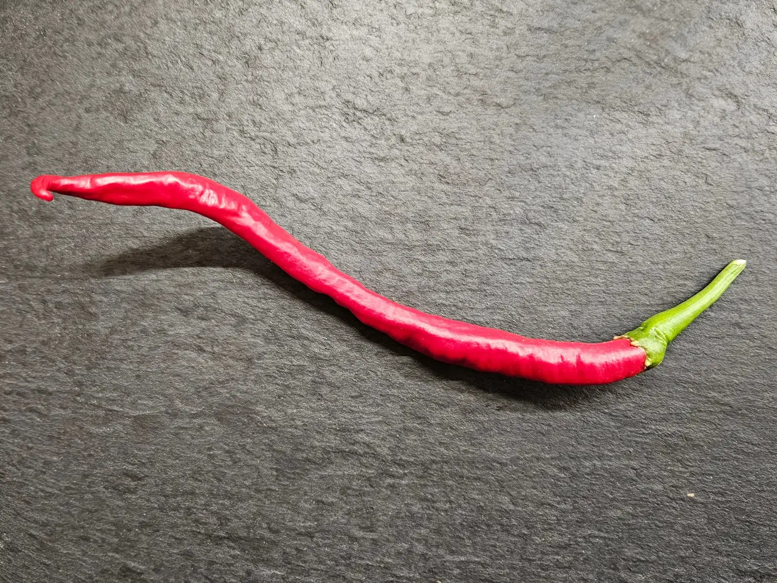 Chili / Paprika: Chili: San Felipe, 2025