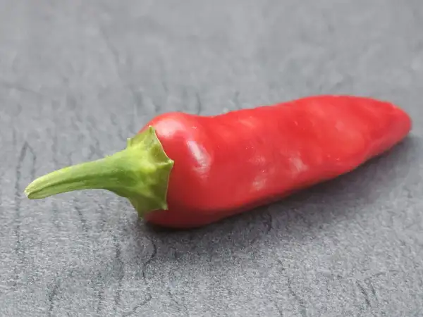 Chili / Paprika: Chili: Santa Fe Grande, 2025