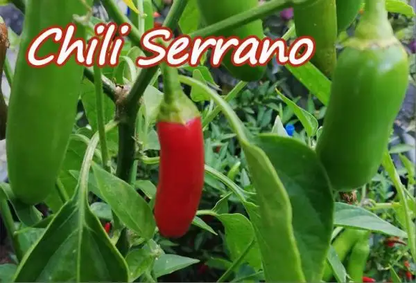 Chili / Paprika: Chili Serrano