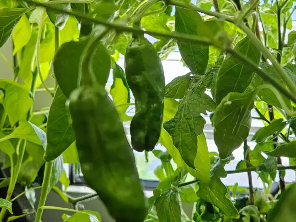 Chili / Paprika: Chili: Shishito, 2025