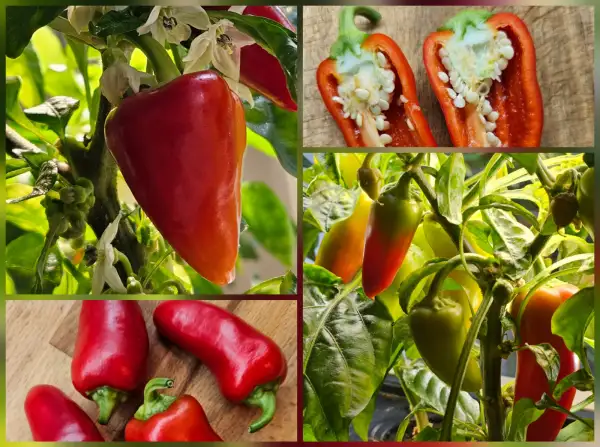 Chili / Paprika: Chili: Spicy Passion, 2024