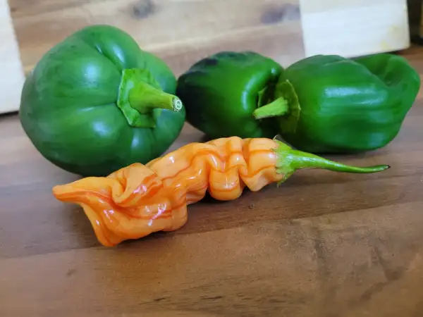 Chili: Chili "Sugar Peach Stripey"