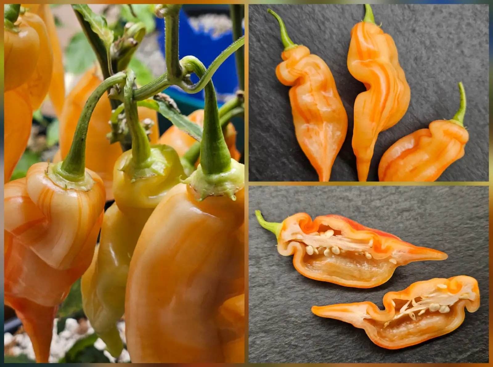 Chili / Paprika: Chili: Sugar Rush Stripey, 2025