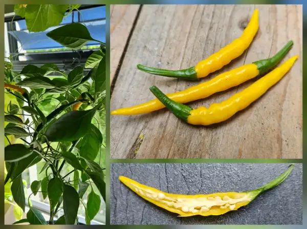 Chili / Paprika: Chili: Tschechische Würzchili, 2025