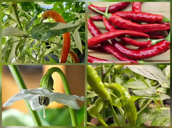 Chili / Paprika: Chili: Uchu Cream, 2024