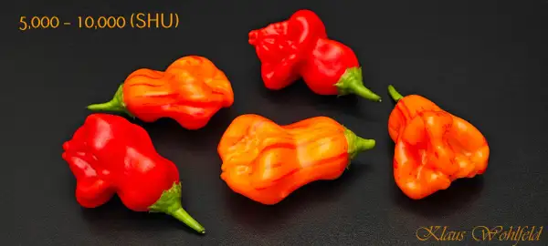 Chili / Paprika: Chili Zébrange (Schärfe 4)