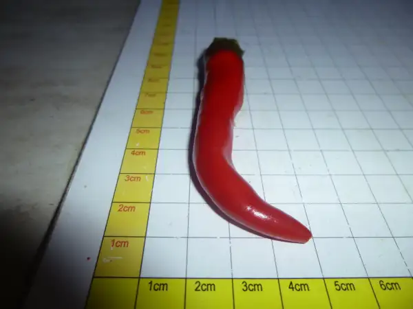 Chili: Chili-Zuchtprojekte 2026/27: Zuchthelfer & Tester gesucht! (F1, F3, F5)