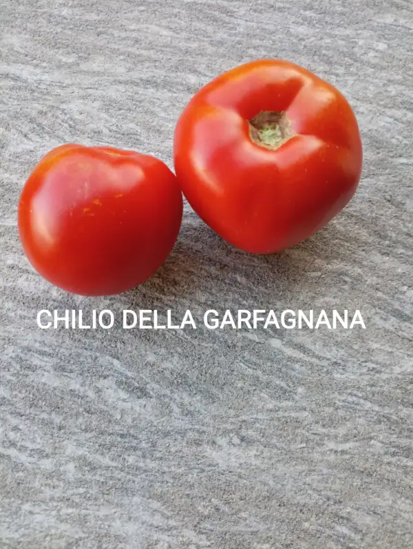 Tomaten: Chilio della Garfagnana