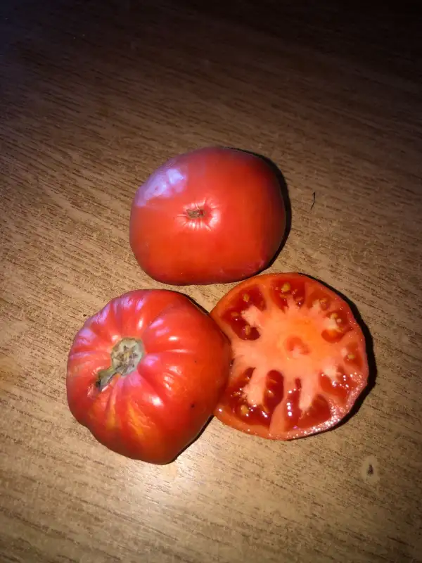 Tomaten: Chilo della Garfagnana