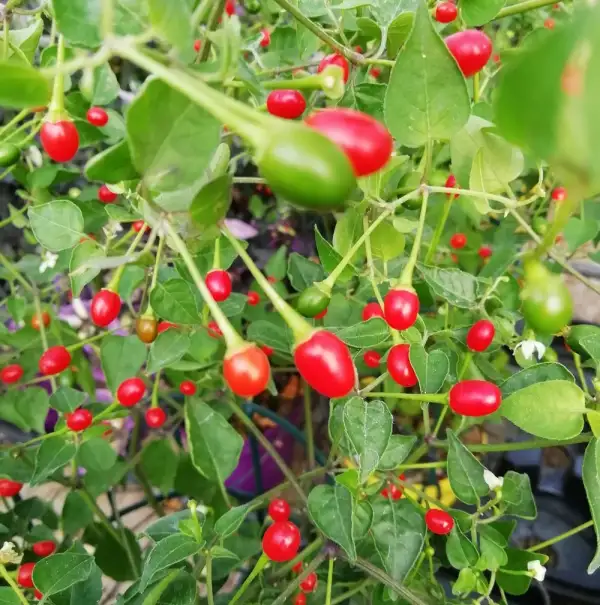 Chili / Paprika: Chiltepin Sonora Red