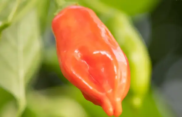 Chili / Paprika: Chiltepin x Lemon Drop