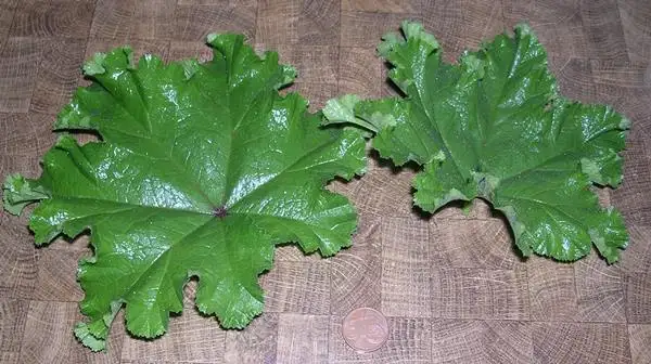 andere Gemüse: Chin. Gemüsemalve