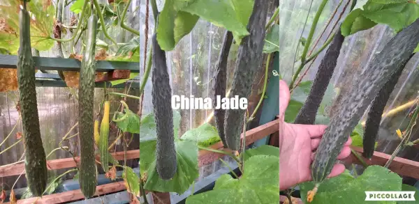 Gurken: China Jade