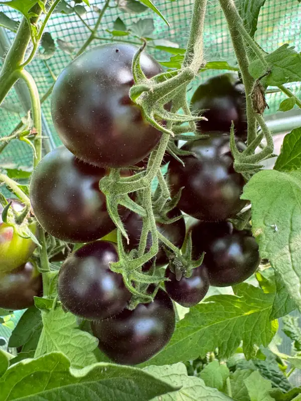 Tomaten: Chinese Black