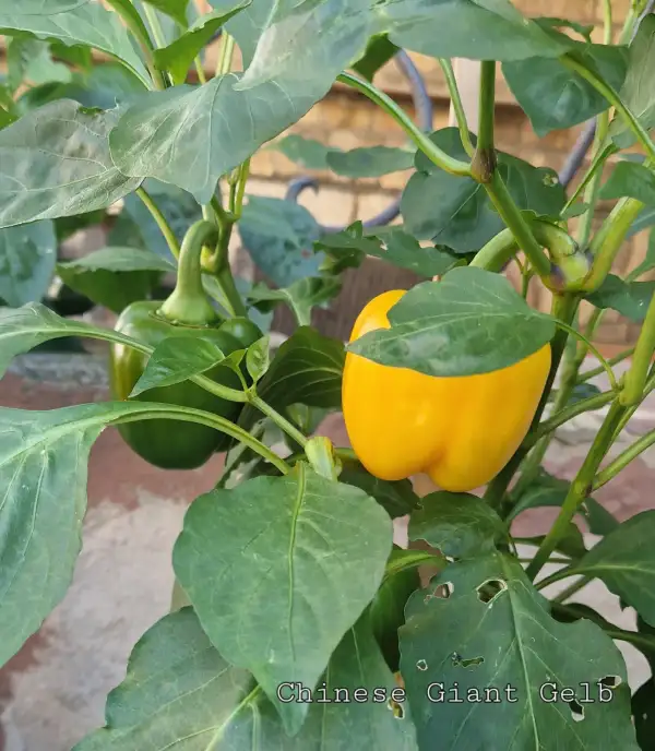 Chili / Paprika: Chinese Giant Gelb