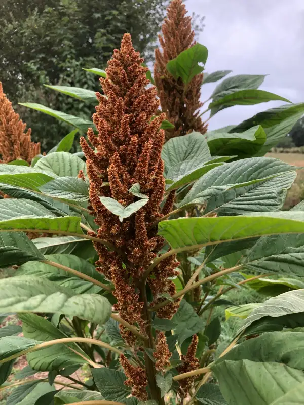 andere Gemüse: Chinese Giant Orange (Amaranthus hypochondriacus)