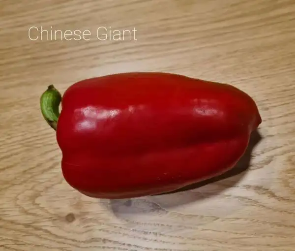 Chili / Paprika: Chinese Giant Paprika