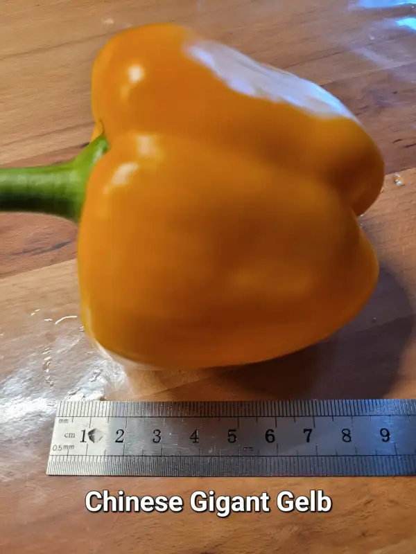 Chili / Paprika: Chinese Gigant gelb	Blockpaprika	120cm	gelb