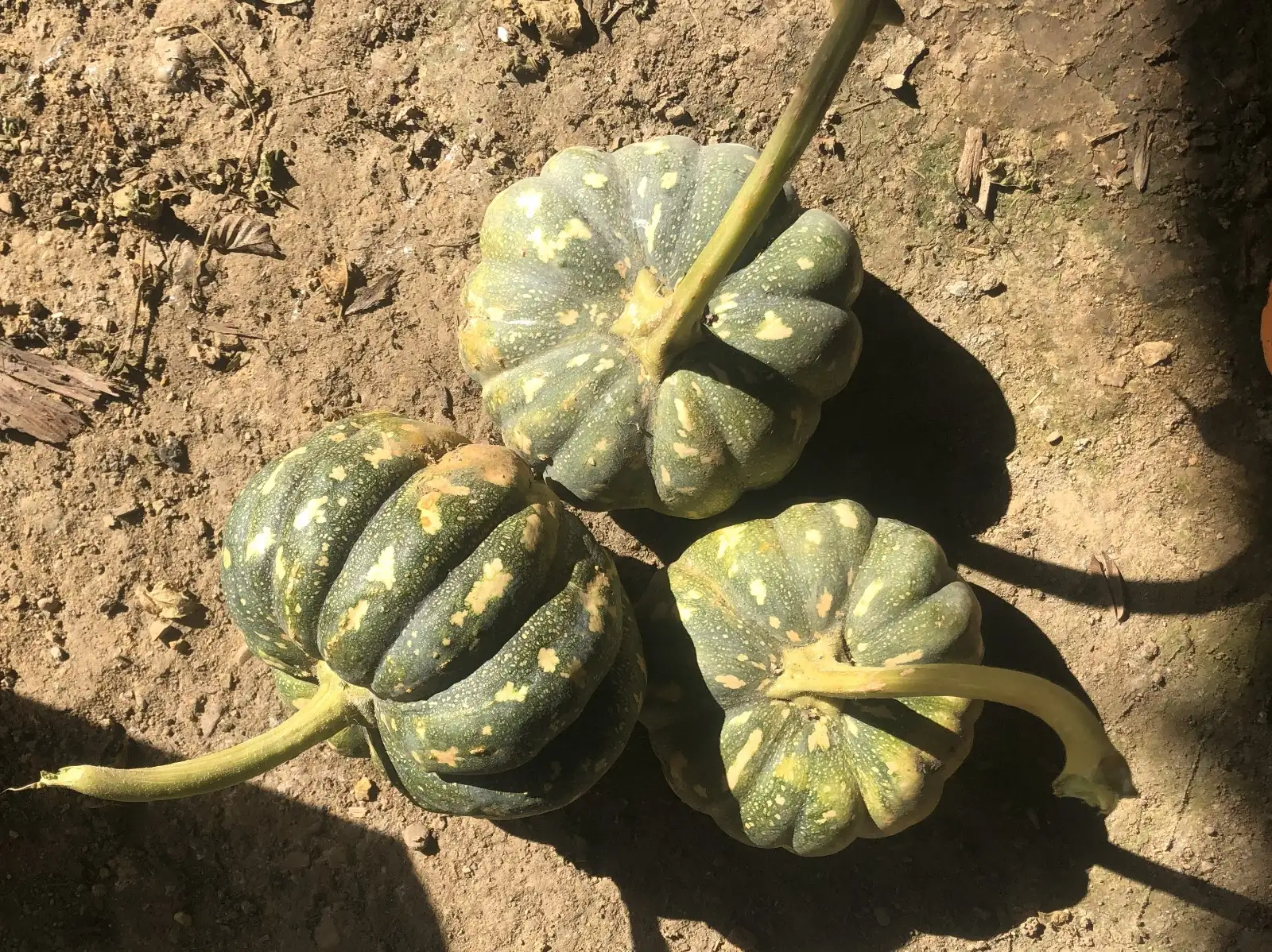 Kürbisse: Chinese Tropical