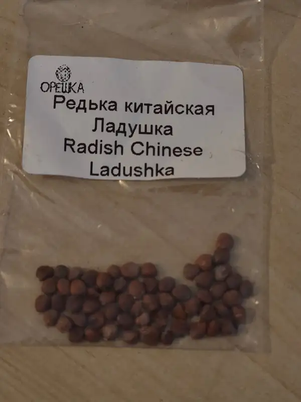 andere Gemüse: Chinesischer Rettich