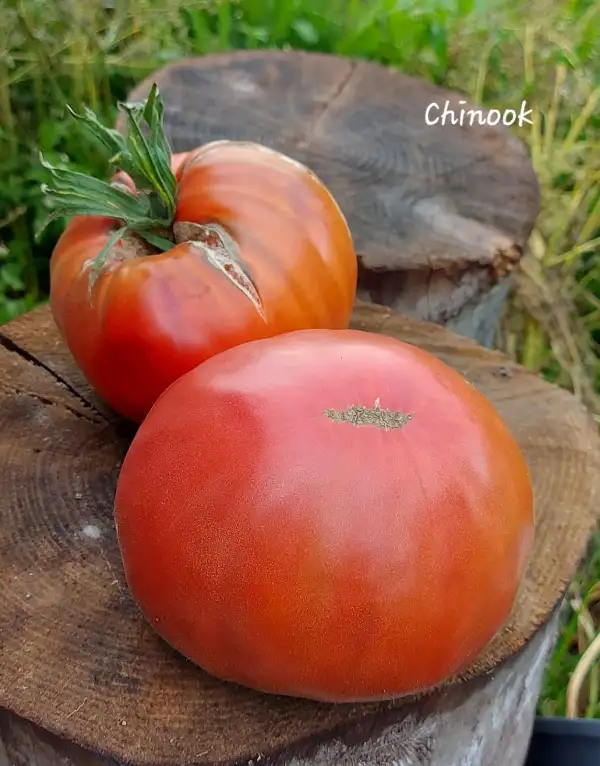 Tomaten: Chinook