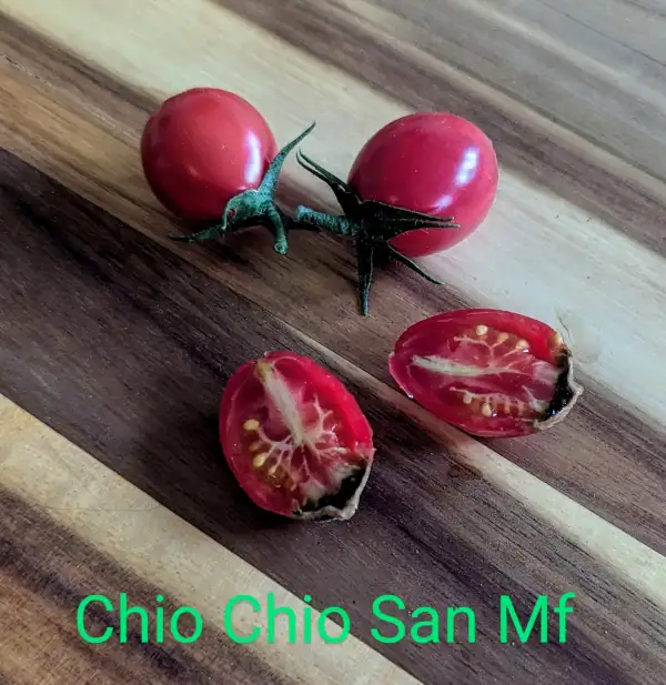 Tomaten: Chio Chio San