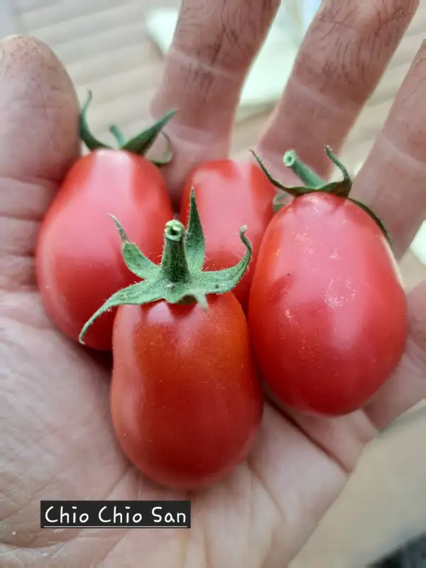 Tomaten: Chio Chio San 2025