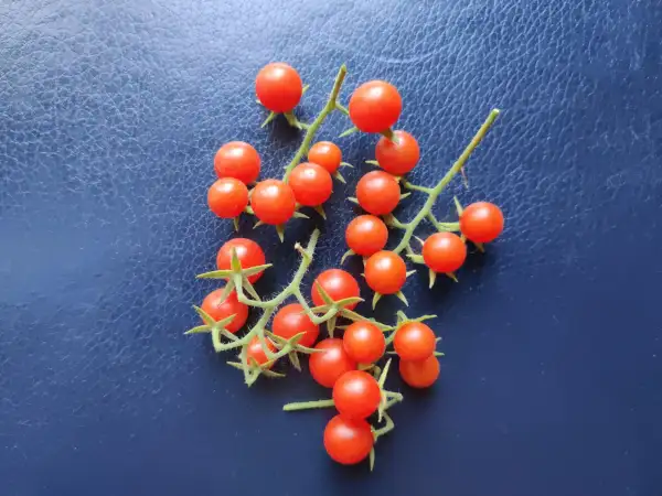 Tomaten: Chipas Wild