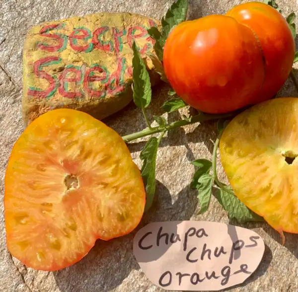 Tomaten: Chips Chups Orange
