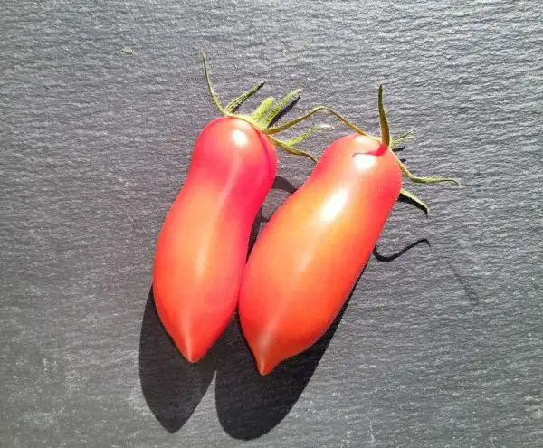 Tomaten: Chochloma