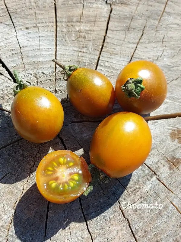 Tomaten: Chocmato