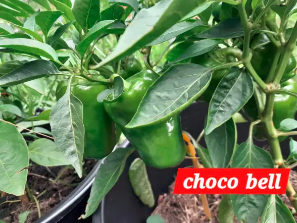 Chili / Paprika: Chocobell, Paprika