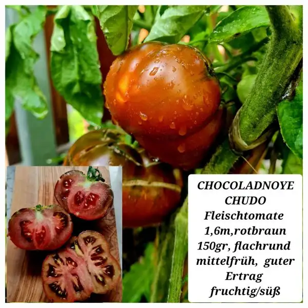 Tomaten: CHOCOLADNOYE CHUDO