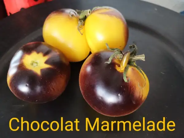 Tomaten: Chocolat Marmelade,